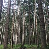 Bonogin Backlot & Pine Forest