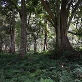 Hinterland Stream with Forest & Paddock