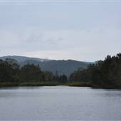 Fig Tree Point (Noosa Everglades)