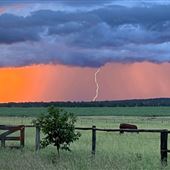 Dumbarton Cattle Station