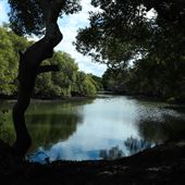 Curlew Park - Cabbage Tree Creek