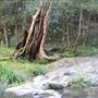 Austinville Rock Pools