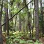Coochin Creek - Pine Plantation / Qld State Forest