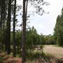 Coochin Creek - Pine Plantation / Qld State Forest