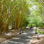 Mt Coot-tha Botanical Gardens