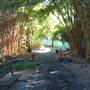 Mt Coot-tha Botanical Gardens