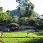Mt Coot-tha Botanical Gardens