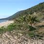 Cairns Region - Ellis Beach