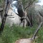 Warwick Region - Girraween National Park