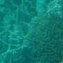 Hardy Reef