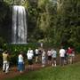 Millaa Millaa Falls