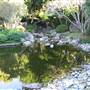 Japanese Garden, Mt Coot-tha Botanical Gardens
