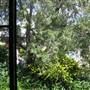 Proserpine
