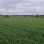 Wheat Fields