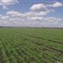 Wheat Fields