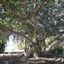Radical Bay (Magnetic Island)