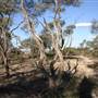 Rangelands Station