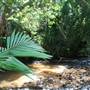 Mission Beach (Cairns Region FNQ)