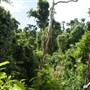 Mission Beach (Cairns Region FNQ)