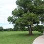 Gold Coast Regional Botanic Gardens - Rosser Park