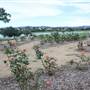 Gold Coast Regional Botanic Gardens - Rosser Park