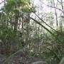 Springbrook National Park