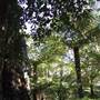 Springbrook National Park
