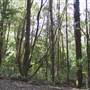 Springbrook National Park