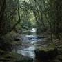 Goomoolahra Falls - Springbrook NP