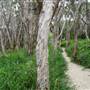 Minjeeribah (North Stradbroke Island) - Home Beach