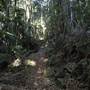 Tamborine National Park