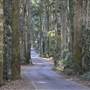 Winding Scenic Mountain Road - National Park