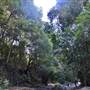 Moran Falls