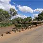 Moondarra River Road - Low Bridge