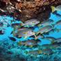 Great Barrier Reef