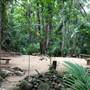 Mossman Gorge