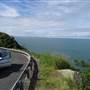 Rex Lookout
