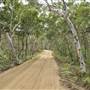 Mulgumpin (Moreton Island) Bush Track - Middle Road