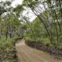 Mulgumpin (Moreton Island) Bush Track - Middle Road