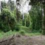 Anstead Bushland Reserve