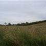 Bushland / Nature Reserve