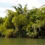 Mulgrave River (Cairns Region)