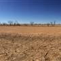 Dead Tree Patch