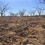 Dead Tree Patch