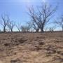 Dead Tree Patch