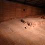 Lark Quarry Dinosaur Trackways