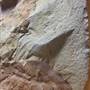 Lark Quarry Dinosaur Trackways