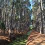 Pine Forest, Riverside Skate Park & Open Sports Fields - Pizzey Park