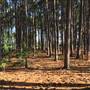 Pine Forest, Riverside Skate Park & Open Sports Fields - Pizzey Park
