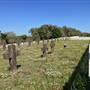 St Helena Island National Park - Prison Cemetery